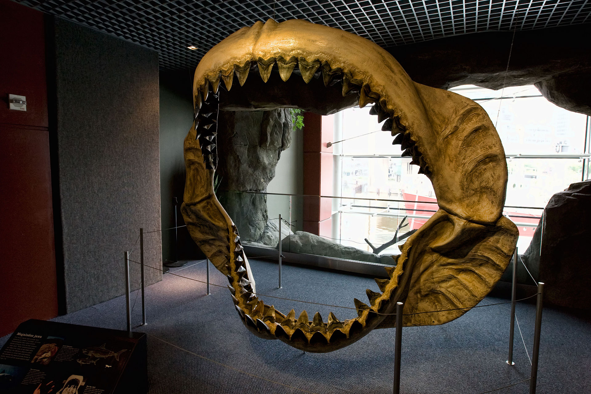 Megalodon Sharks Had HumanSize Babies That Ate Each Other
