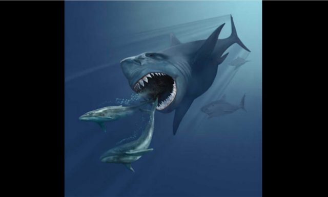 Artistic impression of a megalodon pursuing two Eobalaenoptera whales. Karen Carr – CC BY 3.0