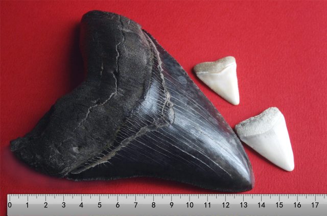 Megalodon tooth with two great white shark teeth. Kalan – CC BY-SA 3.0