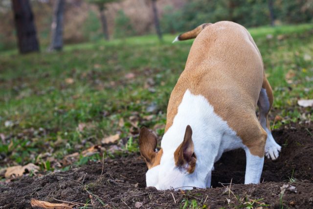 The act of burying bones is a type of “food caching,”