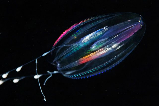 Comb jellies control their movement by rapidly moving cilia (know as combs) on their bodies. The fossil appears to have the same cilia, indicated it may be related. Image credit: Alexander Semenov CC BY-SA 4.0