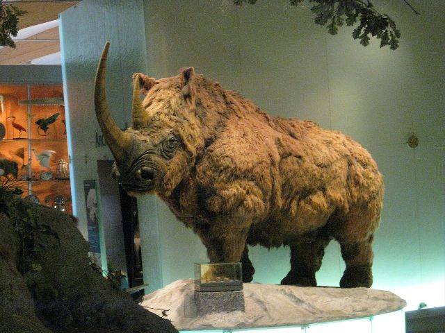 How the majestic woolly rhino would have looked. Image credit – Chemical Engineer CC BY-SA 3.0
