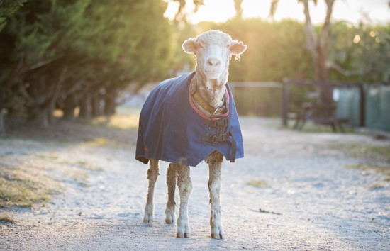 Baarack is now 80 lbs lighter, and given a new lease of life with his wool now removed. Image credit – Edgar’s Mission