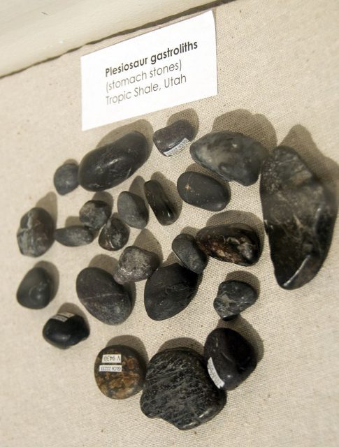 Plesiosaur gastroliths from Tropic Shale. Image by Craig Pemberton CC BY-SA 3.0