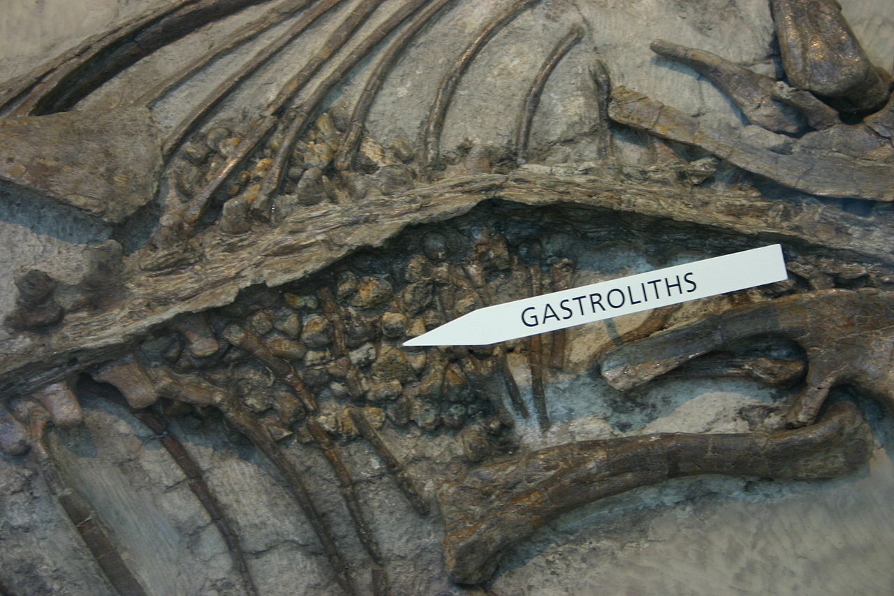 Psittacosaurus fossil with gastroliths in its stomach region, American Museum of Natural History. Image by Ryan Somma CC BY-SA 2.0