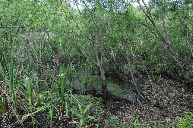 The construction company donated $60,000 of equipment to drain the pond. Image by ROY KLOTZ MD CC BY-SA 3.0