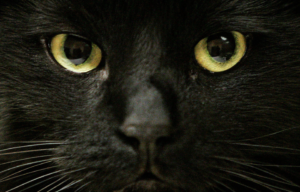 black cat face