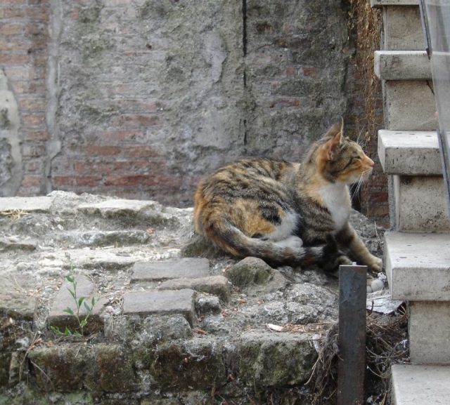 The Area Sacra is home to many cats.