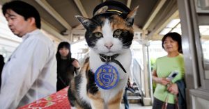 Stationmaster Tama sits on a ticket gate at Kishi station in Wakayama prefecture