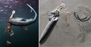 A possible scenario for how the fossil came to be (left) and the fossil (right)