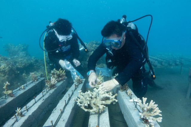 Researchers from Coral Planet, a coral research and protection organization in China, plant corals to frames and coral reefs in Celukan Bawang, Bali, Indonesia.