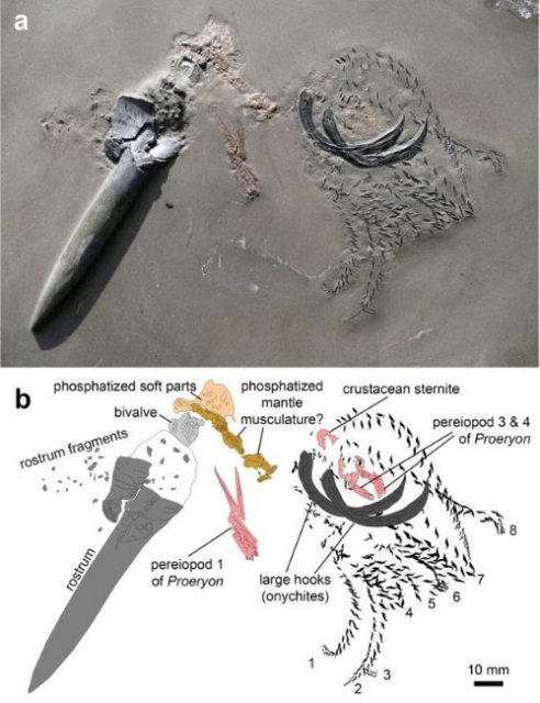 The fossil-eating fossil mid-meal, with a camera lucida drawing of it.