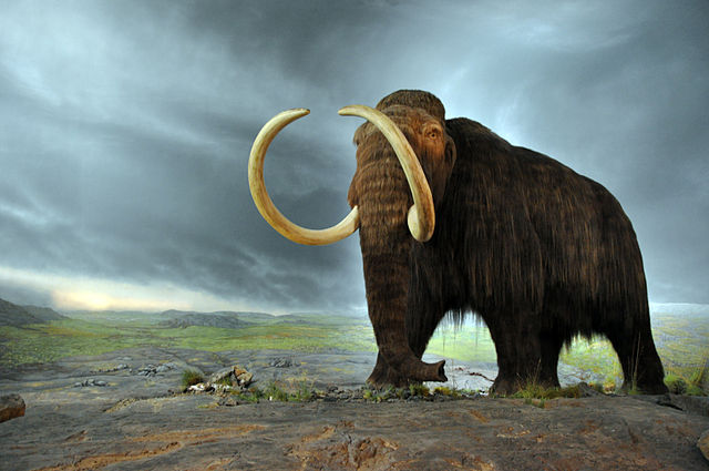 Woolly mammoth display at the Royal BC Museum in Victoria, British Columbia