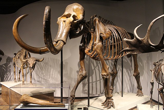 10 Fascinating Facts About Woolly Mammoths