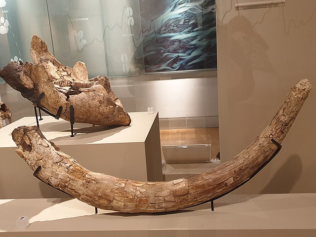 The tusk and mandible of a woolly mammoth