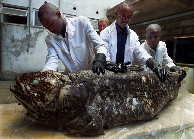 Scientists examining a Coelacanth