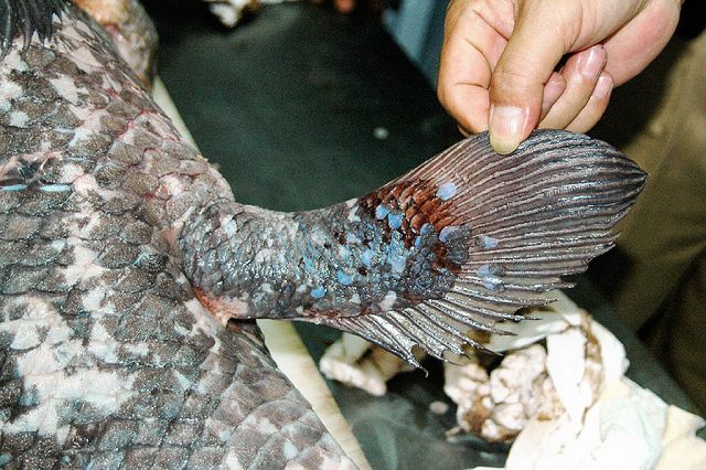 A coelacanth fin