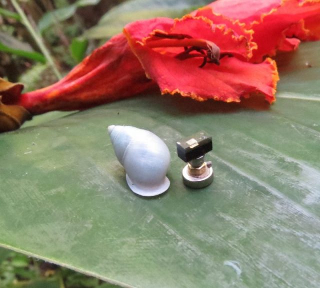 Partula hyalina snail resting on a wild red ginger leaf next to a Michigan Micro Mote computer system in a forest edge habitat in Tahiti.