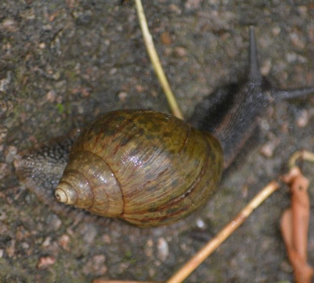 Giant African land snail sighted in Zimbabwe.