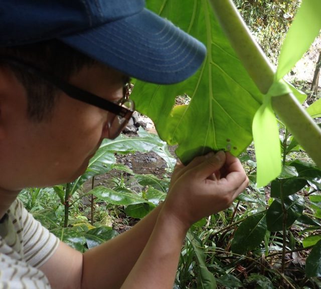 Inhee Lee, an assistant professor at the University of Pittsburgh and alum of Michigan Engineering, attaches a Michigan Micro Mote computer system to a leaf harboring a Partula hyalina snail.