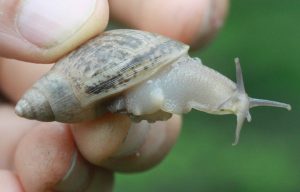 A rosy wolfsnail observed in Crown Point, Louisiana, USA.