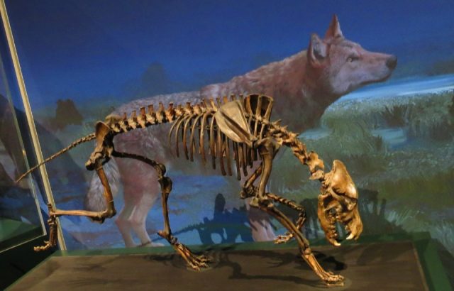 Dire wolf skeleton vs artist's representation from the Natural History Museum, Karlsruhe