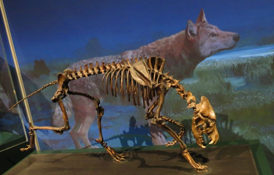 Extinct Canids Dire Wolves: The Ancient Canids That Inspired 'Game Of Thrones' | The ...