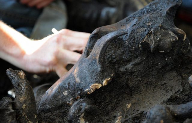 An excavator digs around a skull of an Ice Age dire wolf as she works on "Project 23," after a press conference to announce the discovery, in Los Angeles on February 18, 2009. 