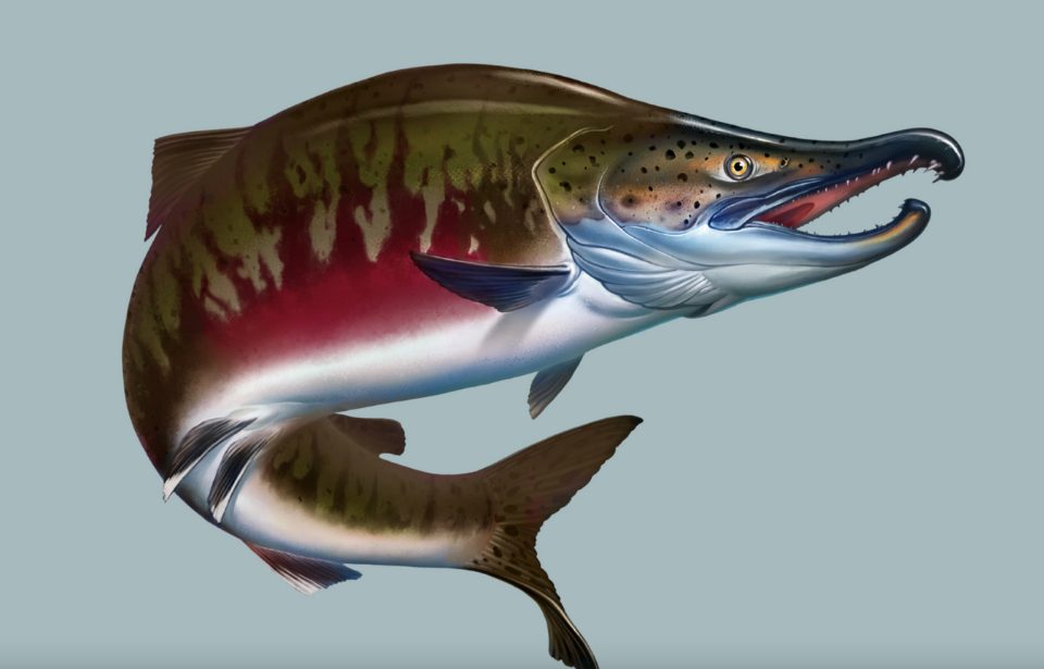 Artist's rendering of the fossilized salmon discovered at the site