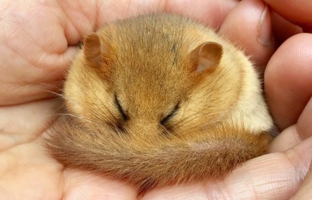 Dormouse asleep in someone's hand