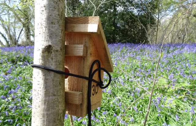 Dormouse nest box attached to a tree
