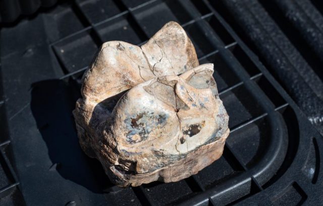 A mastodon tooth (molar) recovered from the site.