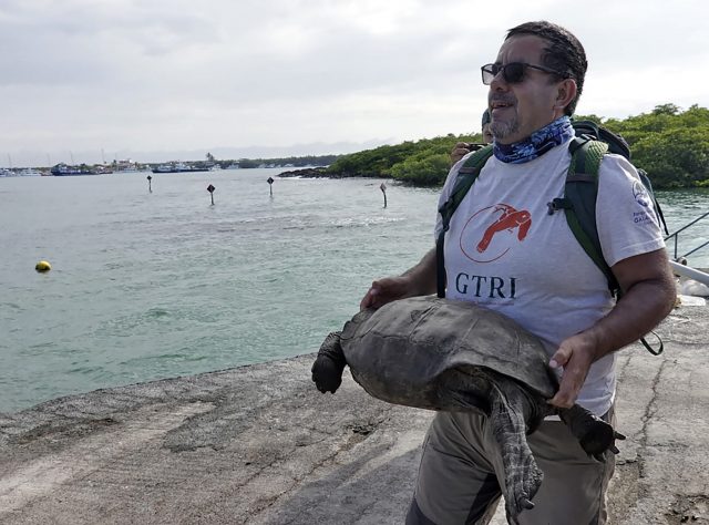 Washington Tapia, member of Galapagos Conservancy, transports a specimen of the giant Galapagos tortoise Chelonoidis phantasticus, thought to have gone extinct about a century ago, to the Galapagos National Park on Santa Cruz Island in the Galapagos Archipelago, in the Pacific Ocean 1000 km off the coast of Ecuador, on February 19, 2019.