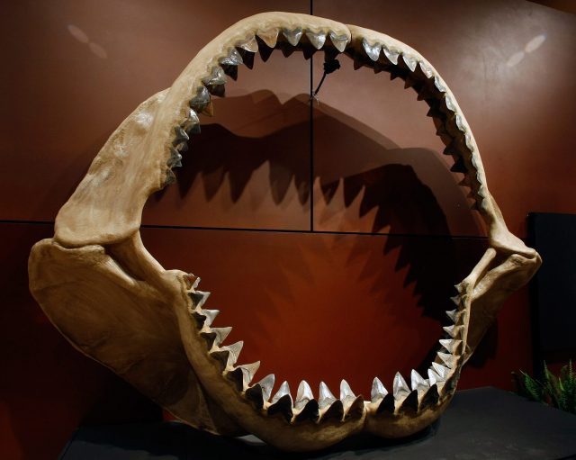 One of the world's largest set of shark jaws comprised of about 180 fossil teeth from the prehistoric species, Carcharocles megalodon, which grew to the size of a school bus,