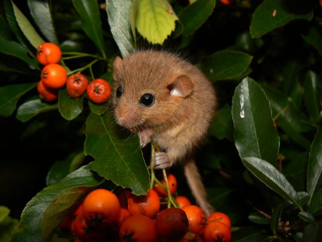 Hazel dormouse on a branch with red berries