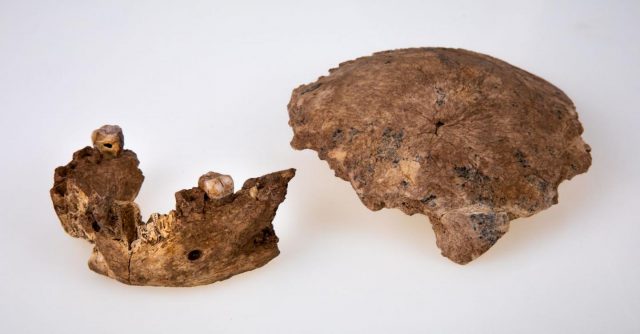 Skull fragment and lower jawbone of the Neshler Ramla