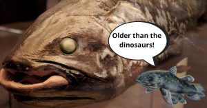 A stuffed coelacanth and an artist's sketch of the fish