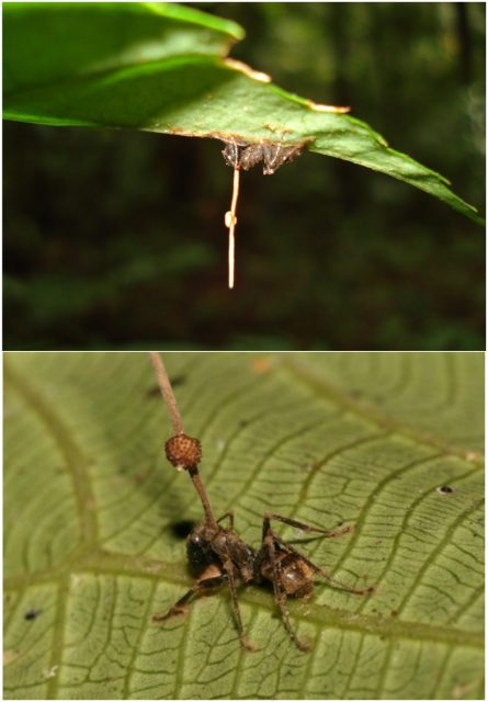 Ants biting the underside of leaves as a result of infection by O. unilateralis.