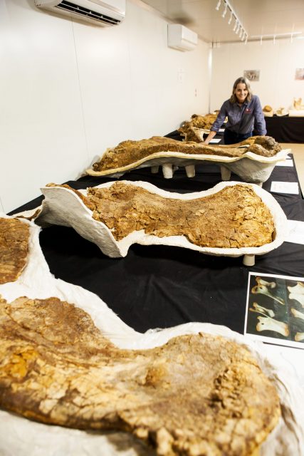 The Eromanga Natural History Museum Holotype Room where Cooper's actual fossils are displayed