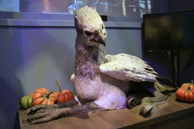 Buckbeak, a hippogriff