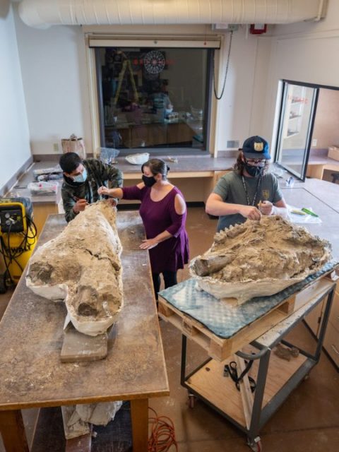 Sean Nies (right) and undergraduate students work to reveal and preserve the specimens.