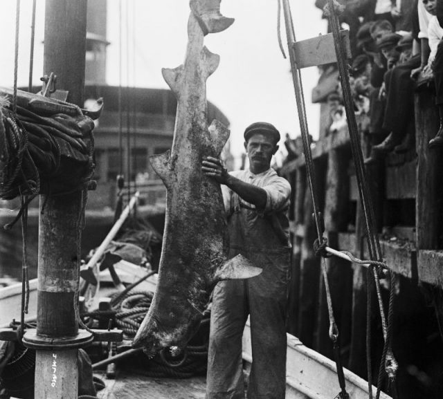 1916: "This monster shark, measuring ten feet and weighing 300 pounds was caught by Peter Schafer off Sayville, L.I. It is believed that the monster is one of the school of sharks infesting the Atlantic seaboard."