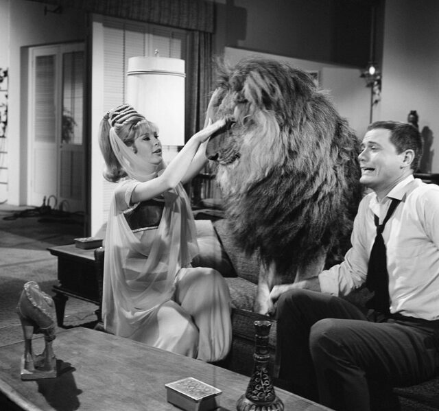 Eden and Hagman on the set with a real lion