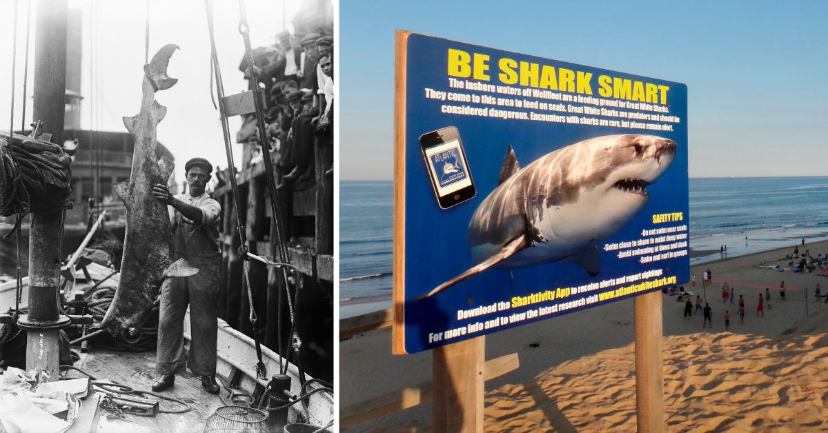 The RealLife 'Jaws' Of The Jersey Shore The Vintage News