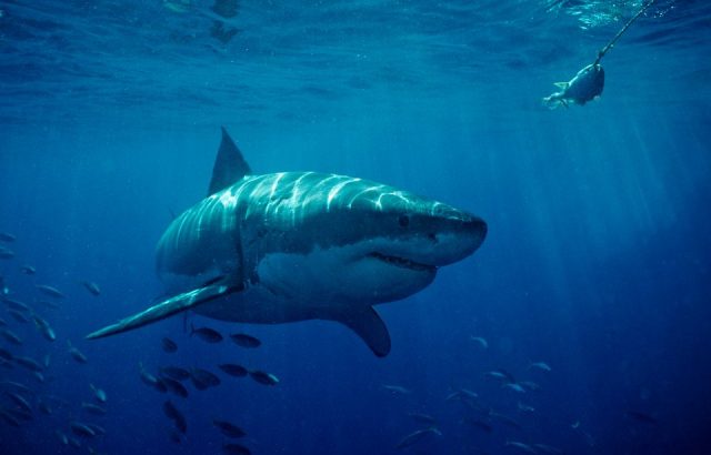 Great White shark in California