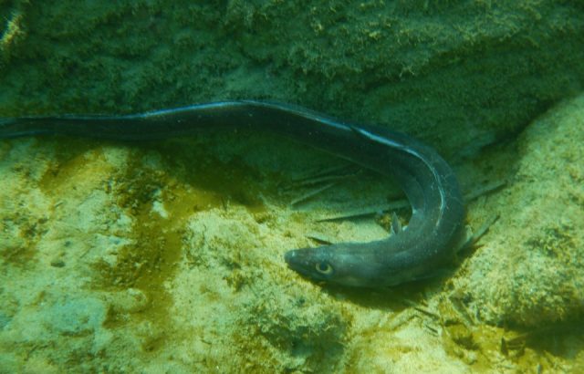 European conger eel