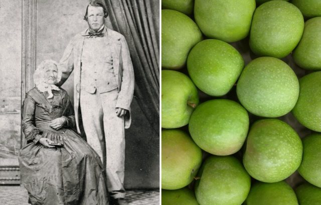 Granny Smith next to photo of eponymous apples