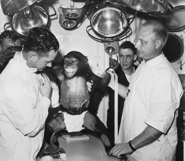 doctors examining Ham after his flight