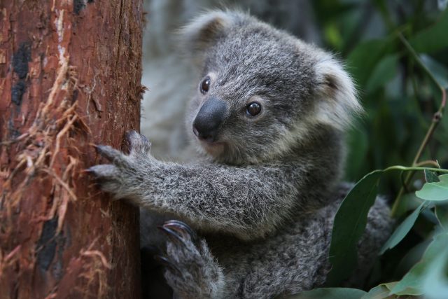 (Photo Credit: Lisa Maree Williams/ Getty Images)