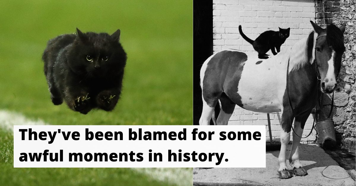 Just How Exactly Did Black Cats Get Their Bad Reputation? The Vintage